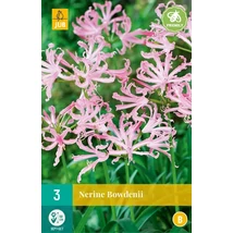 Jub Nerine Bowdenii Csillogó liliom 3 db