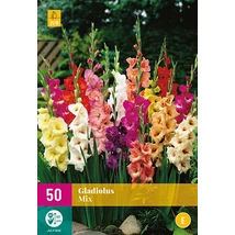 Jub Gladiolus -  kardvirág mix 50 db 10/12