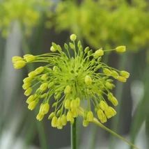 Allium chloranthum Yellow Fantasy - Díszhagyma D14