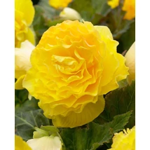 Begónia Double Large Yellow 3db/cs