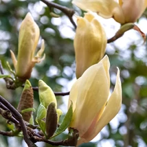 Magnolia 'Yellow Lantern' - Sárga virágú liliomfa K7,5 80/100
