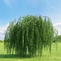 Betula pendula 'Youngii' - Csüngő nyír K110 14/16 T150