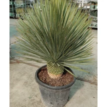 Yucca rostrata green - Pálmaliliom K26 80-100