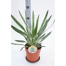 Yucca gloriosa ‘Variegata Silver’ – Ezüstös tarka pálmaliliom