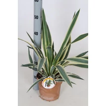Yucca gloriosa ‘Variegata’ – Tarka pálmaliliom P17 40+