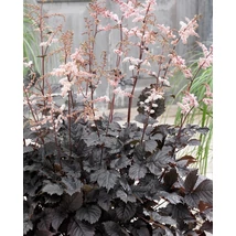 Astilbe Chocolate Shogun - Tollbuga csokoládé színű levéllel Cs14