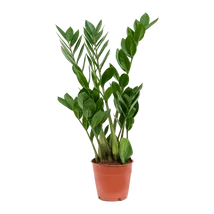 Zamioculcas zamiifolia - legénypálma 55cm