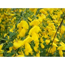 Cytisus Allgold - Zanót CS14