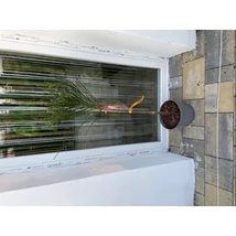 Cytisus SP.- Zanót K5 T50 Törzses