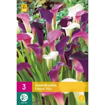 Jub Zantedeschia pastel Kála mix 3 db