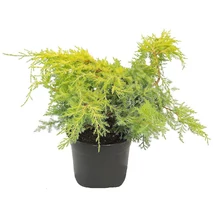 Juniperus x media 'Gold Coast' – Arany terülő boróka K2 15/30