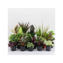 Szobanövény mix mini