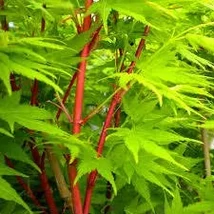 Acer Palmatum SangoKaku - Zöld levelű Japán juhar K35 175/200