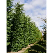 x Cupressocyparis leylandii – Leylandi ciprus CLT 5 D 40