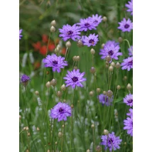 Catananche caerulea – Zörgővirág Cs9