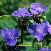 Tradescantia x andersoniana Zwanenburg Blue – kerti pletyka Cs14