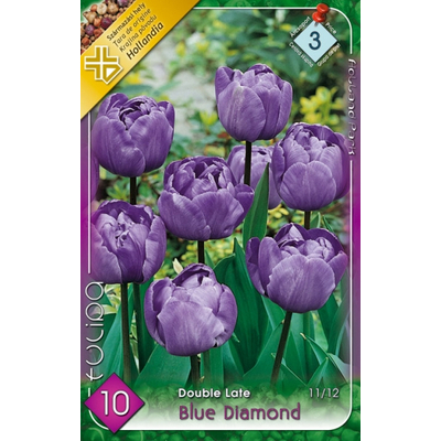 Tulipán virághagyma 10-db-os Blue Diamond