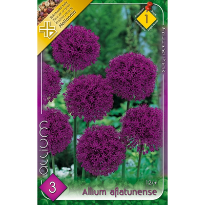 Díszhagyma Allium aflatunense 3-db-os