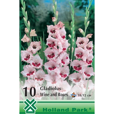 Kardvirág Gladiolus Wine and Roses 10db/cs