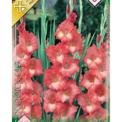 Kardvirág Gladiolus Spic and Span 10db/cs