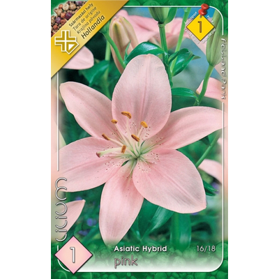 Liliom  Asiatic   Pink 1-db-os