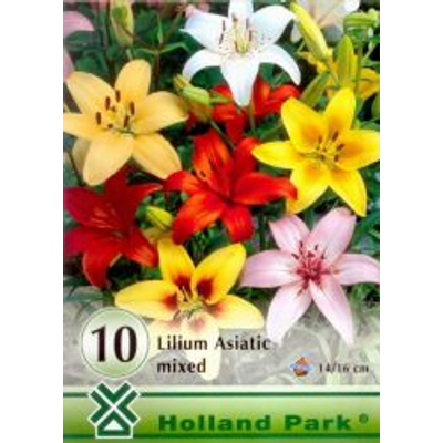 Liliom Asiatic mixed 10-db-os
