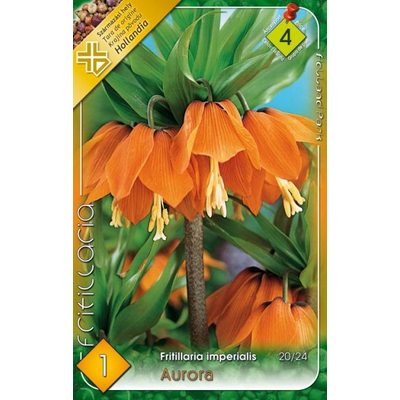Császárkorona frittillaria aurora 1-db-os