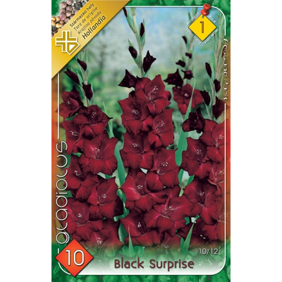 Kardvirág Gladiolus Black Surprise 10db/cs
