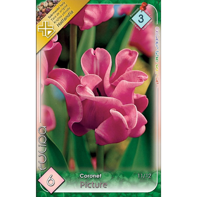 Tulipán virághagyma 6-db-os Coronet Picture