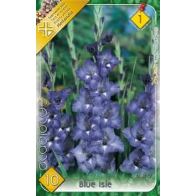 Kardvirág Gladiolus Blue  Isle 10db/cs