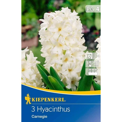 Kiepenkerl Hyacinthus Carnegie jácint virághagymák 3db