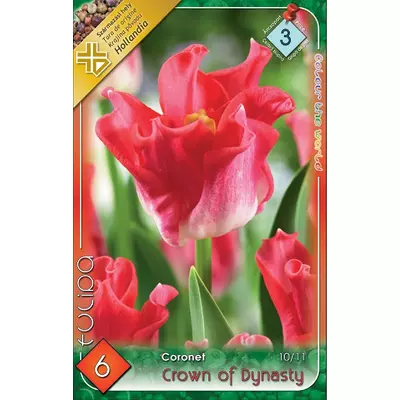 Tulipán virághagyma 6db-os Crown of Dynasty