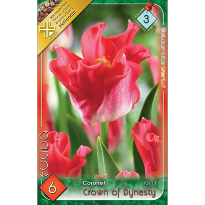 Tulipán virághagyma 6db-os Crown of Dynasty