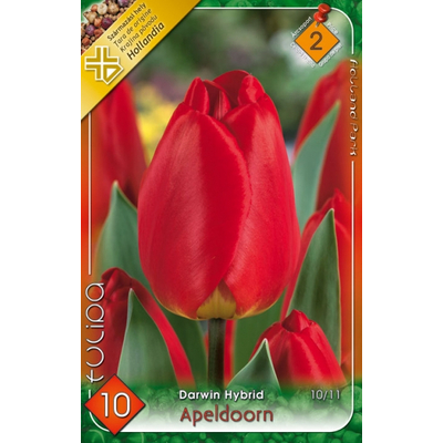 Tulipán virághagyma 10-db-os Apeldoorn Piros
