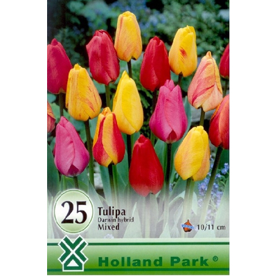 Tulipán virághagyma 25-db-os darwin mixed