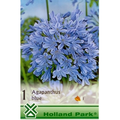 Szerelem Virág agapanthus Kék
