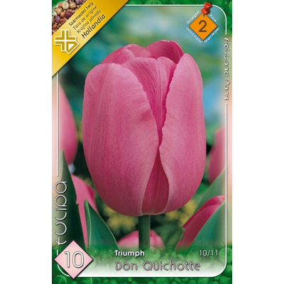 Tulipán virághagyma 10-db-os don Quichotte