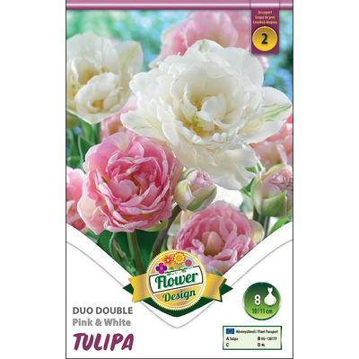 Tulipán virághagyma 8-db Duo Double Pink White