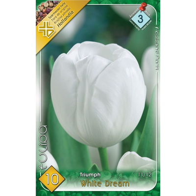 Tulipán virághagyma 10-db-os Triumph White 