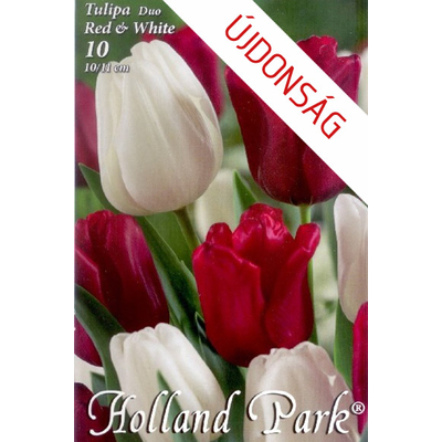 Tulipán virághagyma 10-db-os Duo red white