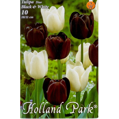 Tulipán virághagyma 10-db-os Duo black&white