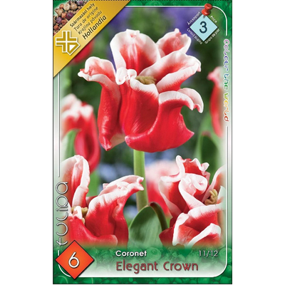 Tulipán virághagyma 6db-os  Elegant Crown