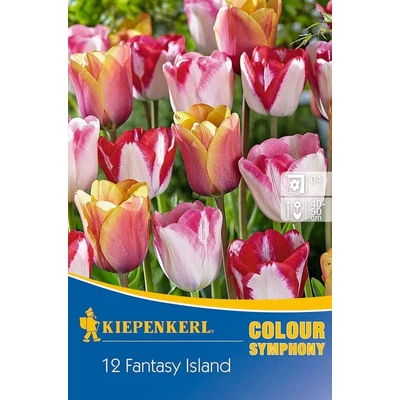 Kiepenkerl Colour Symphony Fantasy Island tulipánhagyma 12db