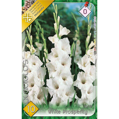Kardvirág Gladiolus White 10db/cs