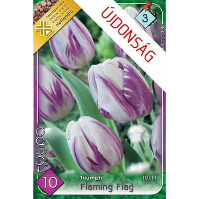 Tulipán virághagyma 10-db-os Flaming Flag