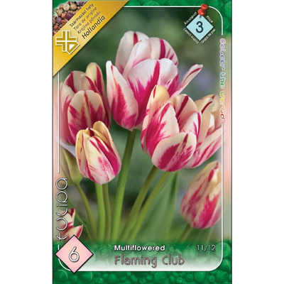 Tulipán virághagyma 6-db-os Flaming Club