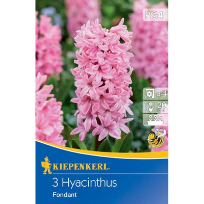 Kiepenkerl Hyacinthus Fondant jácint virághagymák 3db