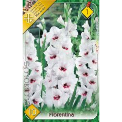 Kardvirág Gladiolus   Fiorentina 10db/cs