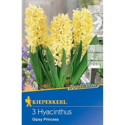 Kiepenkerl Hyacinthus Gipsy Priness jácint virághagymák 3db