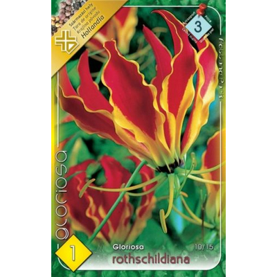 Koronásliliom Gloriosa rothshildiana